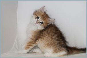 Female Siberian Kitten from Deedlebug Siberians